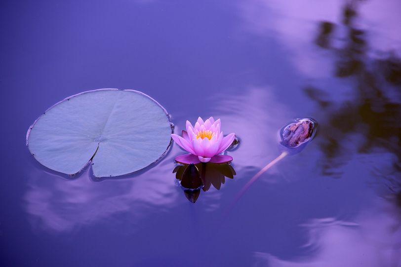 Qué es lo que amenaza la biodiversidad