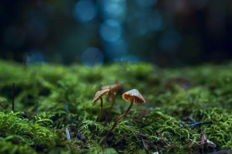 Cómo impacta la igualdad en el medio ambiente