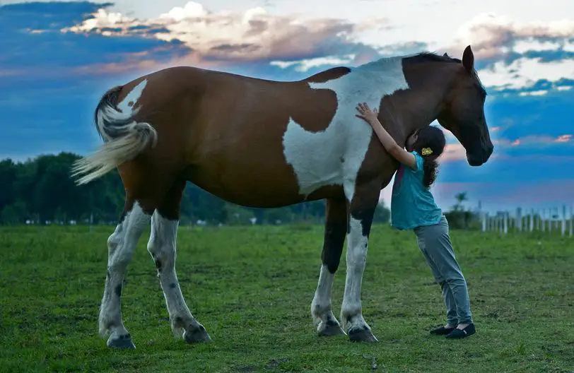 8 animales que simbolizan amistad y lealtad