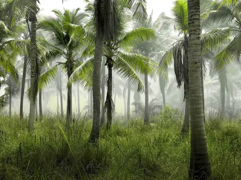 Qué tipo de animales viven en el bosque tropical