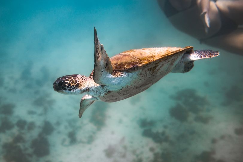 Cuál es el animal más grande del mundo